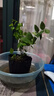 双盟蓝莓苗蓝莓树果苗北方南方种植四季果树绿宝石苗阳台盆栽源头直发 实拍图