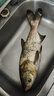龙王恨鱼饵野战蓝鲫X5青春版腥香饵江河黑坑野钓鲫鲤草鳊鱼通杀钓鱼饵料 鲤鱼套餐(共900g/3包) 实拍图