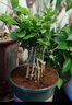 开时果 茉莉花盆栽浓香型 桌面绿植物阳台花卉树苗盆景摆件源头直发包邮 精品茉莉花3-6株【加仑盆】 实拍图