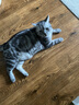 皇家绝育成猫粮 SA37通用粮1-7岁4.5KG 实拍图