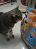 素力高（SolidGold）进口高蛋白金装金素鸡长肉营养成猫幼猫全价猫粮3磅/1.36kg 实拍图