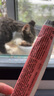 味当家猫咪零食猫条100支桶装成猫幼猫鲜肉猫零食湿粮猫罐头混合口味  实拍图