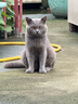 夸克猫粮 幼猫成猫英短美短蓝猫布偶全价通用猫咪主粮 鱼肉味10kg 实拍图