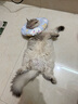 速诺猫咪阿莫西林克拉维酸钾狗狗感冒宠物消炎药猫鼻支皮肤病感染 【可查暗码】50mg10片拆售 实拍图