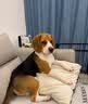徽千方乳酸钠林格注射液100ml宠物狗狗犬猫咪兽用皮下补液脱水体液缺失 1瓶【100ml/瓶】 实拍图