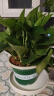 双盟绿萝盆栽除甲醛花卉绿植办公室新房净化空气180加仑4盆装源头直发 实拍图