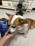 LEGENDSANDY蓝氏狗粮真鲜猎兔中小型犬幼犬成犬生骨肉冻干鲜肉犬粮1.5kg3斤 实拍图