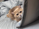 泰淘气狗狗猫咪宠物益生菌调理肠胃呕吐软便拉稀腹泻拉肚子专用30袋/盒 实拍图