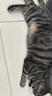 猫咪狗狗驱虫药体外滴剂去跳蚤宠物幼犬打虫药金毛泰迪体外驱虫药非泼罗尼滴剂 【犬用】体外驱虫1支1盒【拉新专享】 实拍图