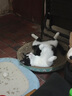疯狂的主人 猫抓板窝超大号猫玩具猫爪板猫抓盆不掉屑猫窝碗形圆形瓦楞纸 实拍图