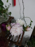 悦多彩AB级优质香水百合 家庭办公室各色生活鲜花 昆明基地 现采直发 粉色百合花10朵  ( 双头5枝) 实拍图