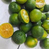 海南小金桔青金桔柠檬莫吉托新鲜水果奶茶店专用调味品单果5g-10g 海南青金桔3斤 实拍图