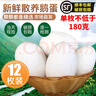 百世富泽（BAISHIFUZE）【百世富泽】黄河滩鹅蛋新鲜正宗土鹅蛋农家自养新鲜鹅蛋 12枚130-150克 实拍图