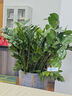 九千谷植物支撑架园艺花架阳台花园绣球月季爬藤 半圆25*40CM 3对装6409 实拍图