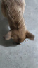 凯锐思牛肉味全犬种通用 幼犬成犬 小中大型 萨摩耶金毛比熊 狗粮2kg 实拍图