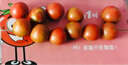 京鲜生&瓦大1号 赤峰绿色食品鲜食番茄 净重3斤单果40-100g 源头直发 实拍图