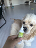 萌宠兄弟宠物猫咪狗狗泪痕去除液毛发氧化变色修护凝胶去黄红毛赠清洁湿巾 实拍图