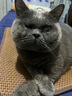 all for paws玉米豆腐猫砂2.7kg*6袋装 afp猫砂 低粉尘易结团可冲厕所猫砂 实拍图