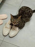 阿飞和巴弟猫粮E76大健康版本益生菌全价冻干双拼猫粮成猫幼猫粮60g 实拍图