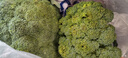 新鲜西兰花花椰菜青花菜西蓝花菜花当季时令新鲜蔬菜 新鲜青花带箱3斤【西兰花】 实拍图