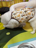 SMARTBONES狗零食迷你洁齿骨 磨牙棒狗咬胶幼犬训练奖励耐咬骨头小型犬泰迪 鸡肉味迷你洁骨 6包共96支1530g 实拍图