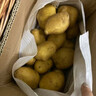 定西土豆2025年新挖粉糯面沙高山洋芋马铃薯甘肃定西美食特产 净重5斤中果【单果3两起】 实拍图