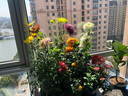 艾斯维娜毕业季鲜花速递向日葵混搭花束生日礼物全国同城配送 蓝绣球香槟玫瑰混搭韩式花束 实拍图