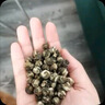 福茗源 茶叶 茉莉花茶龙珠 2025新茶茉莉香珠绣球罐装100g茶叶自己喝 实拍图