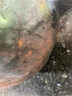 荣事达（Royalstar）章丘手工锻打铁锅圆底无涂层不粘炒菜锅老式炒锅燃气灶无盖40cm 实拍图