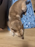 憨憨乐园宠物冰垫狗狗垫子防水夏季降温猫咪凉席泰迪金毛中小型犬用品 XXL 实拍图