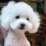 疯狂小狗狗粮小型犬幼犬成犬比熊柯基泰迪肉粒双拼粮去泪痕5kg10斤 实拍图