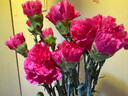 【单头康乃馨】鲜切花多色云南基地直发送妈妈送老婆花七夕节礼物 单头康乃馨桃红色20枝 实拍图