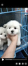 宠迈鑫纯种比熊幼犬小型小体活物卷毛血统比熊犬茶杯宠物狗狗长不大可爱 血统级 比熊 母 晒单实拍图