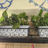 【绿萝盆栽带精致南瓜储水盆】吸甲醛净化空气水培绿植物花卉好养 【特惠12盆】绿萝+原盆原土 整体含盆高度20-25cm 实拍图