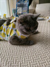 ycqpet猫咪绝育服母猫纯棉小猫透气手术服断奶薄款防掉毛术后防舔衣服M 实拍图