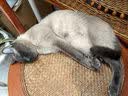 皇恒赛级暹罗猫专用猫粮成猫幼猫全期通用营养三文鱼全价猫粮 2.5kg 四拼冻干猫粮+主食生骨肉300g 实拍图