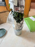法国香水茉莉花苗冬季带花苞长青绿植花卉盆栽 黄茉莉爬藤植物耐寒花卉 法国香水中苗不含盆 含盆 实拍图