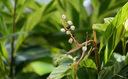 腾龙（Tamron）A071S 28-200mm F/2.8-5.6 Di III RXD大光圈远摄大变焦镜头 索尼全画幅微单镜头(索尼全幅E口) 实拍图