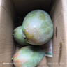 京鲜生 攀枝花凯特芒果 净重4.5斤 带箱5斤 单果400g+ 生鲜水果源头直发 实拍图