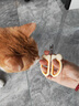HELLOJOY猫咪指甲剪专用小盲剪狗狗指甲钳小猫指甲钳圆孔新手防抓防咬 实拍图