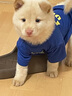 麦德氏四合一配方羊奶粉 宠物幼犬狗狗幼猫新生猫咪泰迪通用 四合一配方羊奶粉300g+奶瓶组合装 实拍图