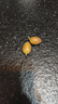 粤迎广东鸡心黄皮果【JD顺丰冷链】当季特产新鲜现摘现发孕妇可吃 鸡心黄皮果【酸甜多汁】 5斤老树果【独享装-较划算】净4斤 实拍图
