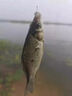 东强钓鱼小药大全黑坑野钓鱼饵料鲫鱼草鲤鱼千里香果酸添加开口诱鱼剂 专攻鲫鱼小药 晒单实拍图