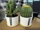 绿荫巷子仙人掌球多肉植物盆栽室内类电脑桌面绿植小盆栽组合好养肉肉盆景 推荐【易养五盆组合】白瓷含托盆 含盆 实拍图
