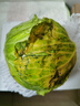 新鲜甘蓝包菜卷心菜新鲜嫩绿莲花白现摘现发早餐减脂 新鲜包菜 1斤 人工挑拣 实拍图