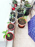 种花工具家用种菜养花园艺松土花铲盆栽花艺种植工具3件套小铲子 大号园艺铲3件套1套 实拍图