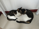 网易严选 宠爱相伴全价猫粮宠物主粮幼猫成猫全价粮猫咪食品 7.2kg 实拍图