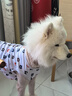 智宙狗狗衣服夏天金毛大型犬户外夏季防晒衣萨摩耶防掉毛薄款防虫背心 白色小熊背心 弹力大 4XL(胸围80CM 约55斤内宠物） 实拍图