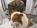 德姆克麻辣洗药浴猫藓狗狗皮肤病药浴猫咪沐浴露宠物真菌细菌抑菌抗菌 麻辣洗药浴250ml 实拍图