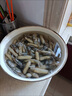蛏子鲜活6斤野生大竹节海蛏子肉肥海鲜水产双头蛏子贝壳类海蛏子 2500g 买五斤囎一斤【实发6斤】 实拍图